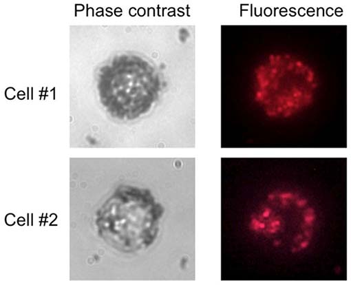 MyQuVigen™ – anti-mouse IgG, emi 635 nm