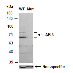 R3509-2 - ABI3 (C)抗体，兔多克隆