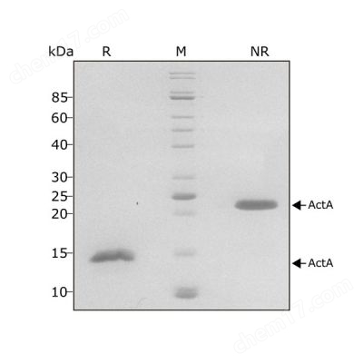 人 Activin A Qk001 蛋白纯度 SDS-PAGE lot #011