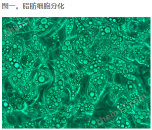 Tribo™ Adipocyte Differentiation Cocktail