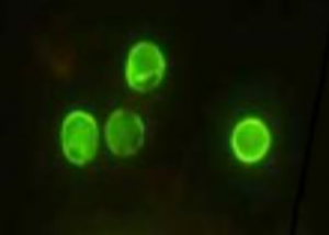 荧光素标记抗隐孢子虫抗体(Fluorescein-labeled Anti-Cryptosporidium Antibody)