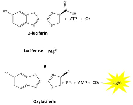 Lumino萤火虫荧光素酶分析试剂（Lumino™ Firefly Luciferase Assay）