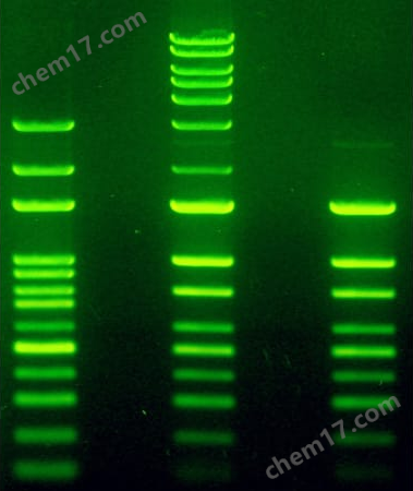 LabSafe核酸染色剂LabSafe™ Nucleic Acid Stain 10,000X