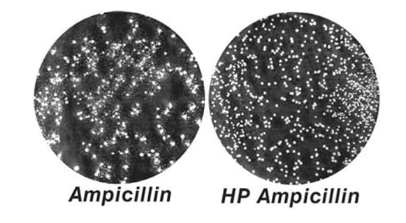 HP Ampicillin™