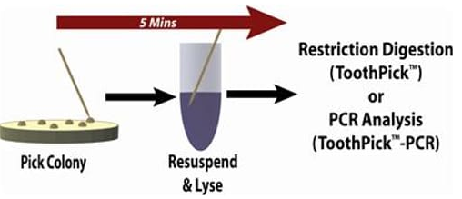 Plasmid Screening ToothPick™