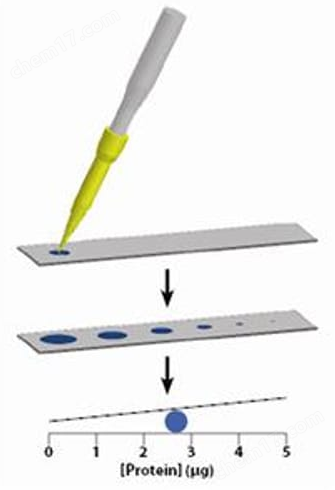 Protein dotMETRIC™ Assay