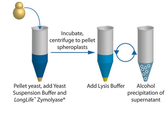 EZ酵母质粒制备(EZ Yeast™ Plasmid Prep)