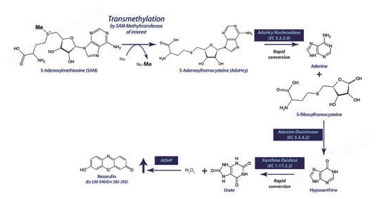 SAM-fluoro: SAM Methyltransferase Assay