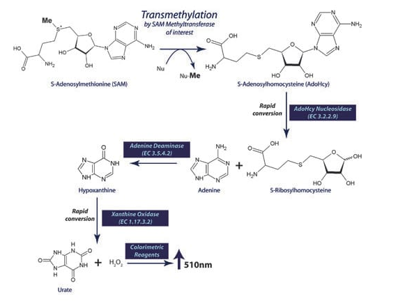 SAM510™: SAM Methyltransferase Assay