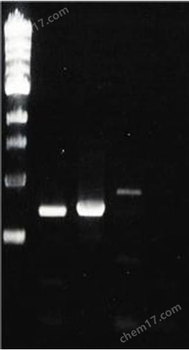 Z-Competent™ E.coli Transformation