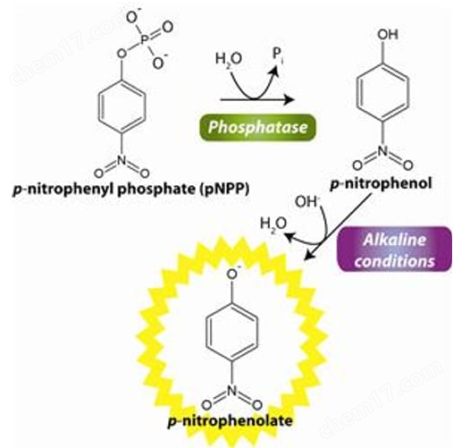 磷酸酶检测试剂盒（Phosphatase Assay)