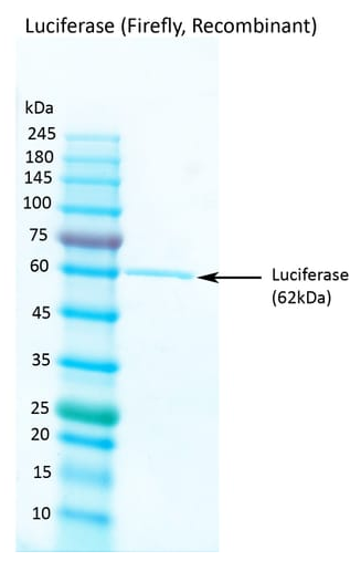 Luciferase (Firefly, Recombinant)荧光素酶(萤火虫，重组)