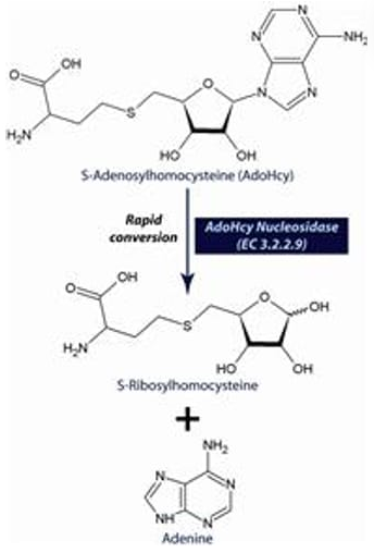 Adenosylhomocysteine nucleosidase (EC 3.2.2.9)