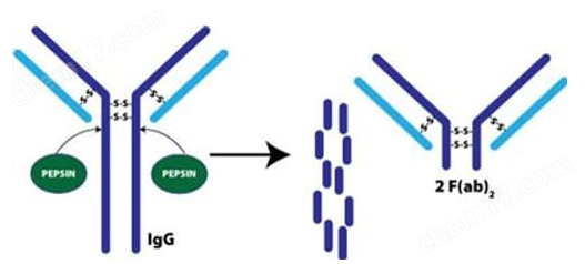 Immobilized Pepsin （固定化胃蛋白酶）