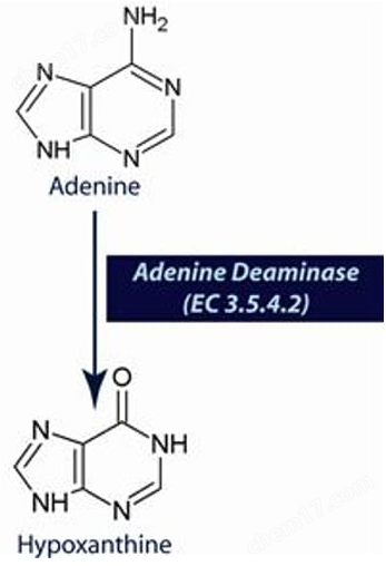 Adenine Deaminase (EC 3.5.4.2)