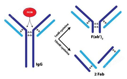 Immobilized Ficin （固定化无花果蛋白酶）