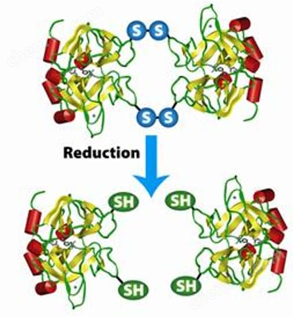 Protein-S-S-Reductant™ TCEP Solution