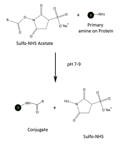 蛋白质乙酰化试剂盒 Protein Acetylation Kit