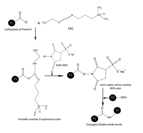 反应胺化试剂盒Reactive Amination Kit