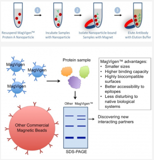 MagVigen蛋白A试剂盒