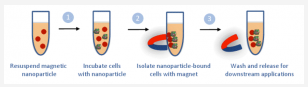 MyQu™ 520nm – 640nm emission -anti-rabbit IgG conjugates