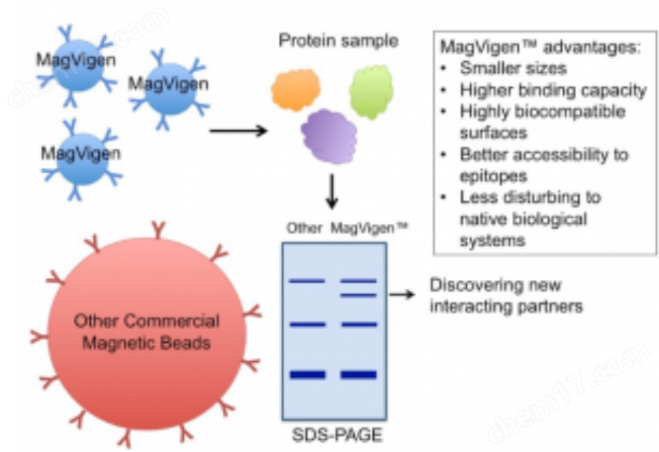 MagVigen抗兔IgG结合物