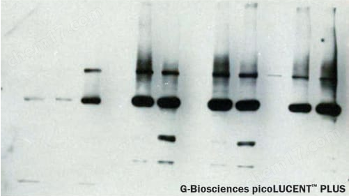 picoLUCENT™ PLUS-HRP (28 Citations)