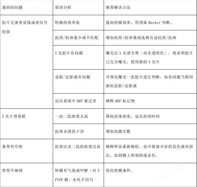 通用型 ECL 显色试剂盒