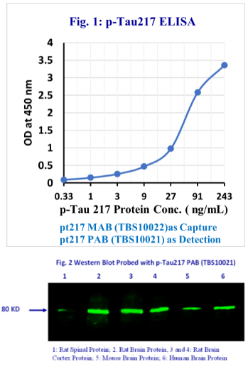 磷酸化Tau thr 217（p-Tau 217）多克隆抗体