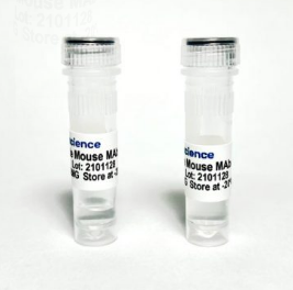 6-Monoacetylmorphine (6-MAM) Monoclonal Antibody