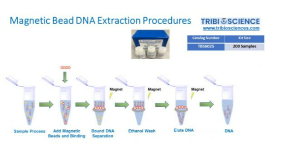 微生物DNA磁提取试剂盒