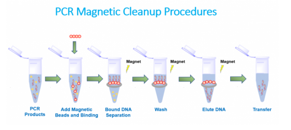 PCR磁性纯化试剂盒