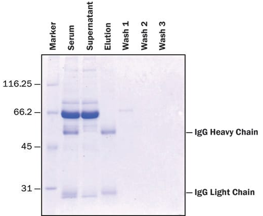 Protein A Magnetic Beads蛋白A磁珠