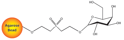 Immobilized D-Galactose 固定化D-半乳糖