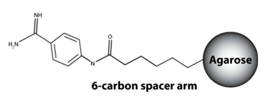 p-Aminobenzamidine Agarose（对氨基苄脒琼脂糖）