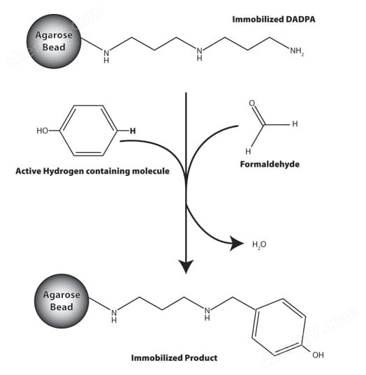 Protein G Magnetic Beads 蛋白G磁珠