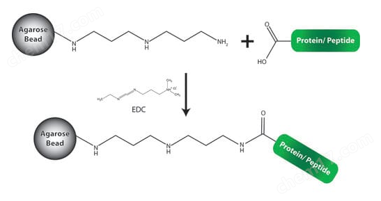 Carboxyl Immobilization Kit羧基固定试剂盒