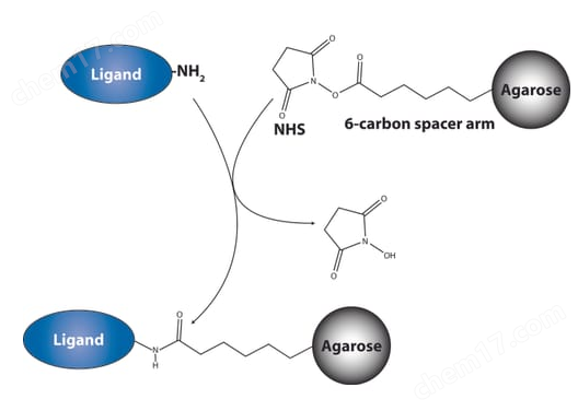 NHS-Activated Agarose（NHS活化琼脂糖）