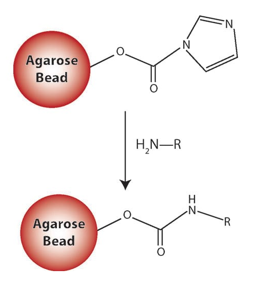 CDI Amine Reactive Agarose(CDI胺反应性琼脂糖)