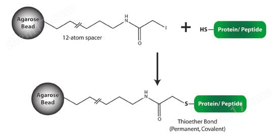 Sulfhydryl Immobilization Kit for Peptides肽巯基固定试剂盒