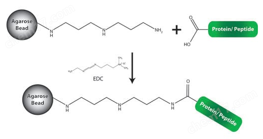 羧基偶联树脂(固定化DADPA(二氨基二丙胺))