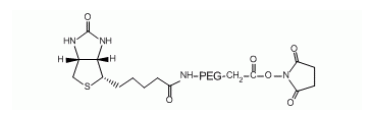 Biotin-PEG-NHS, NHS PEG Biotin