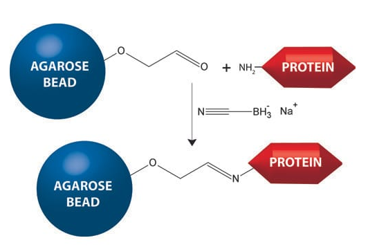 HOOK醛活化琼脂糖(胺反应性)HOOK™ Aldehyde Activated Agarose (