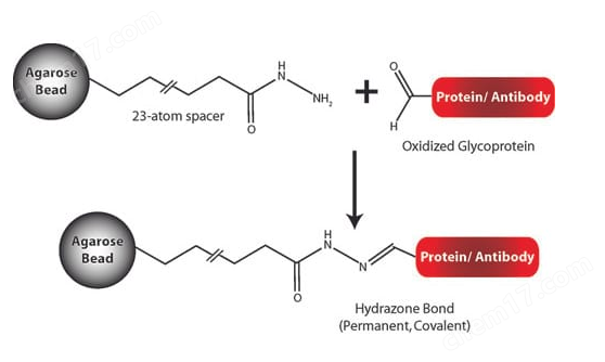 碳水化合物偶联树脂(酰肼树脂)Carbohydrate Coupling Resin (Hydrazide Resin)