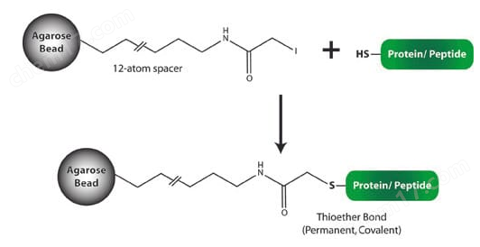 Sulfhydryl Immobilization Kit for Proteins 蛋白质巯基固定试剂盒