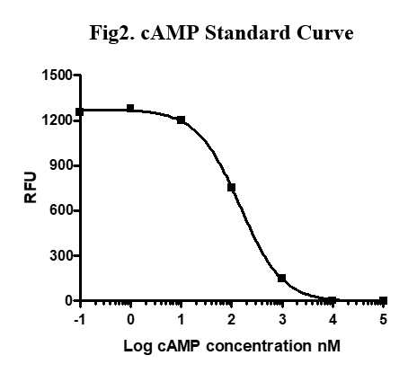 环磷酸腺苷（c AMP）活性荧光测定法试剂盒