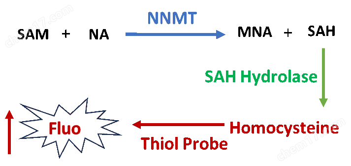 NNMT活性荧光测定法试剂盒