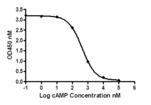 环磷酸腺苷比色分析试剂Cyclic AMP Colorimetric Assay