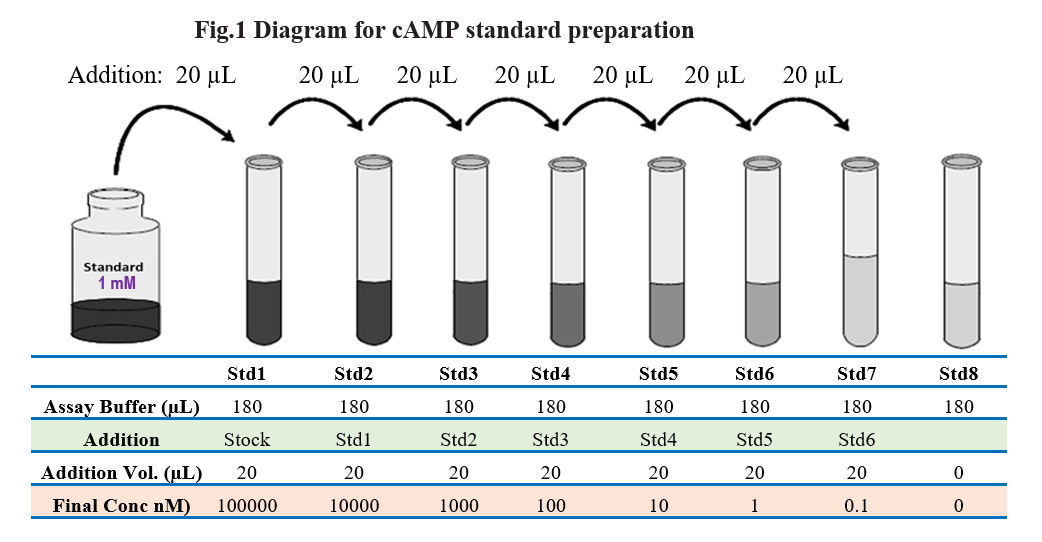 环磷酸腺苷比色分析试剂Cyclic AMP Colorimetric Assay