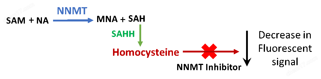 NNMT抑制剂筛选分析试剂盒